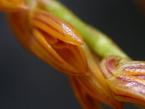 Acianthera teres: Acianthera teres