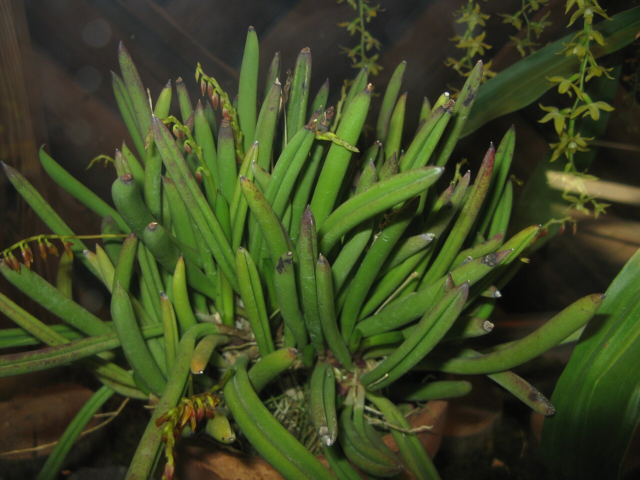 Acianthera teres: Pleurothallis teres Place:Osaka Prefectural Flower Garden,Osaka,Japan