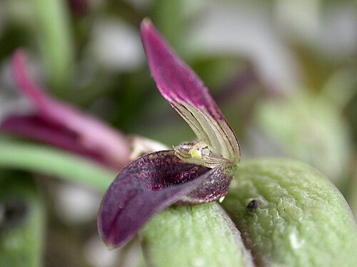 Acianthera translucida: Acianthera translucida