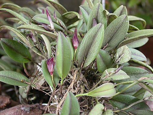 Acianthera translucida: Acianthera translucida