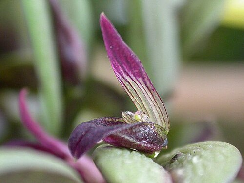 Acianthera translucida: Acianthera translucida
