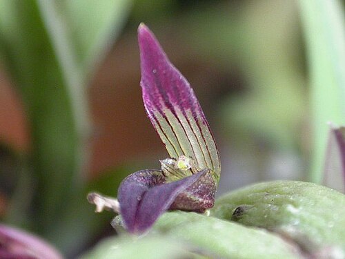 Acianthera translucida: Acianthera translucida