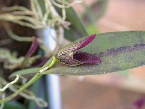 Acianthera translucida: Acianthera translucida