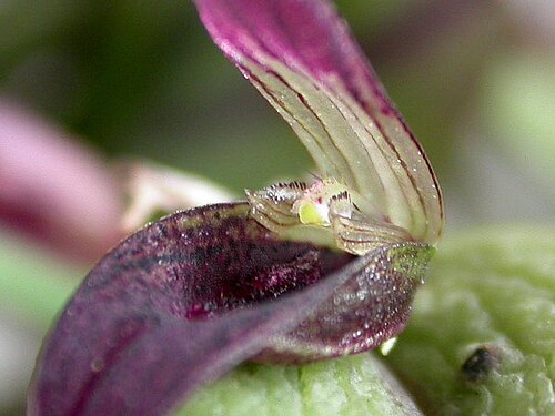 Acianthera translucida: Acianthera translucida