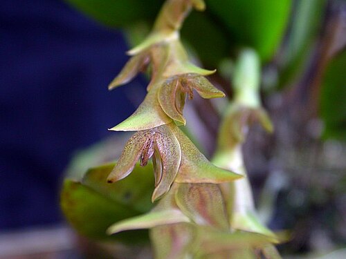 Acianthera tricarinata: Acianthera tricarinata
