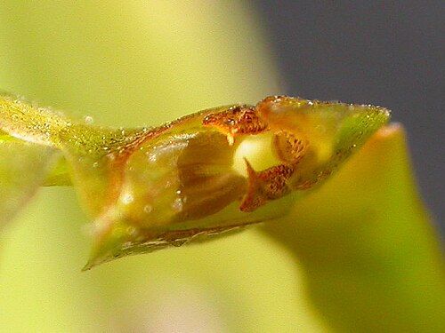 Acianthera tricarinata: Acianthera tricarinata