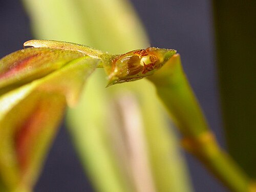 Acianthera tricarinata: Acianthera tricarinata