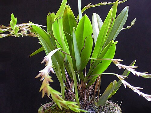 Acianthera tricarinata: Acianthera tricarinata