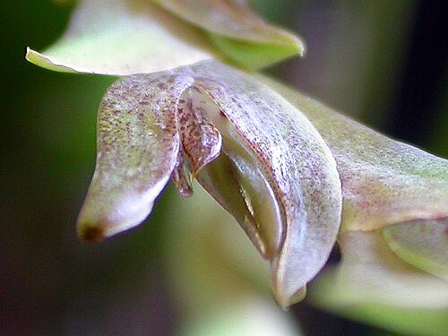 Acianthera tricarinata: Acianthera tricarinata