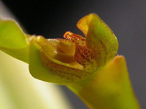 Acianthera tricarinata: Acianthera tricarinata