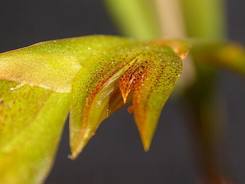 Acianthera tricarinata: Acianthera tricarinata
