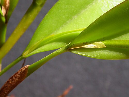 Acianthera tricarinata: Acianthera tricarinata