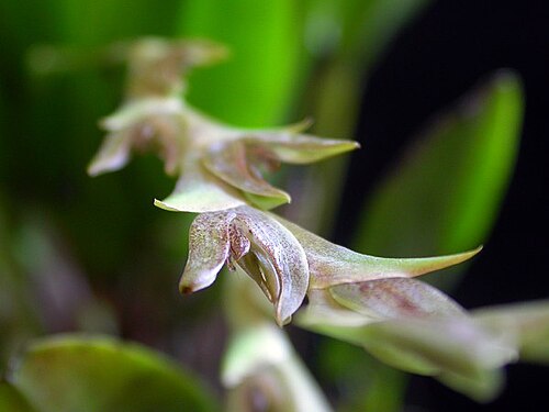 Acianthera tricarinata: Acianthera tricarinata