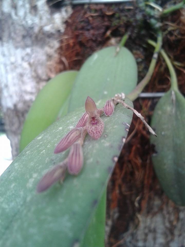 Acianthera verecunda: Acianthera verecunda