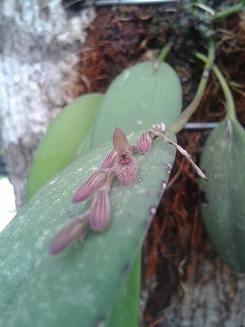 Acianthera verecunda: Acianthera verecunda