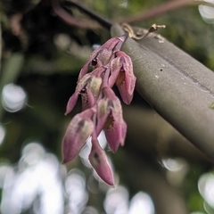 Acianthera verecunda (Acianthera verecunda)