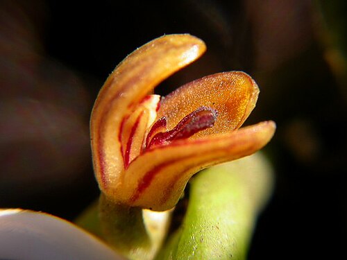 Acianthera wageneriana: Photos by Americo Docha Neto, Ismael Vischi & Dalton Holland Baptista for Orchidstudium