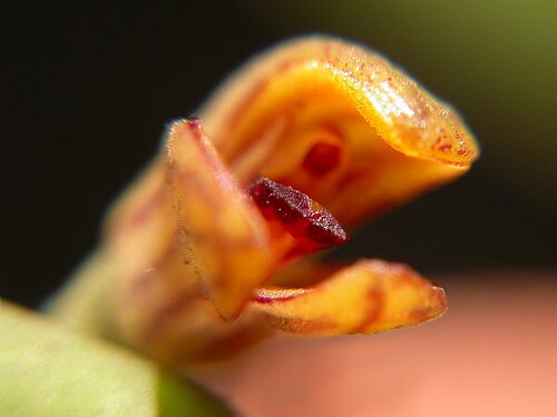 Acianthera wageneriana: Photos by Americo Docha Neto, Ismael Vischi & Dalton Holland Baptista for Orchidstudium