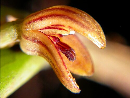 Acianthera wageneriana: Photos by Americo Docha Neto, Ismael Vischi & Dalton Holland Baptista for Orchidstudium