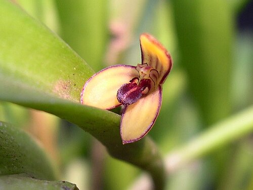 Acianthera wageneriana: Acianthera wageneriana , Photo by Americo Docha Neto, Ismael Vischi & Dalton Holland Baptista for Orchidstudium