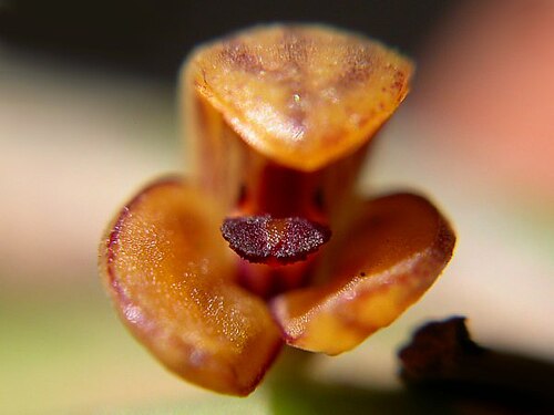 Acianthera wageneriana: Photos by Americo Docha Neto, Ismael Vischi & Dalton Holland Baptista for Orchidstudium