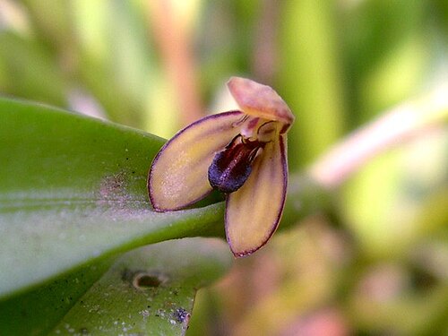 Acianthera wageneriana: Photos by Americo Docha Neto, Ismael Vischi & Dalton Holland Baptista for Orchidstudium