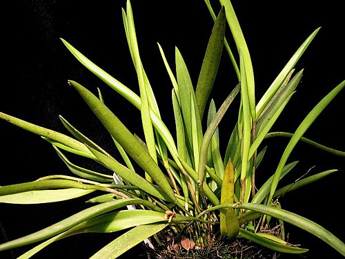 Acianthera wageneriana: Photos by Americo Docha Neto, Ismael Vischi & Dalton Holland Baptista for Orchidstudium