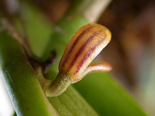 Acianthera wageneriana: Photos by Americo Docha Neto, Ismael Vischi & Dalton Holland Baptista for Orchidstudium