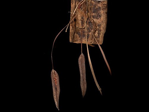 Acianthera welsiae-windischiae: Photos by Marcos Antonio Campacci & Dalton Holland Baptista for Orchidstudium