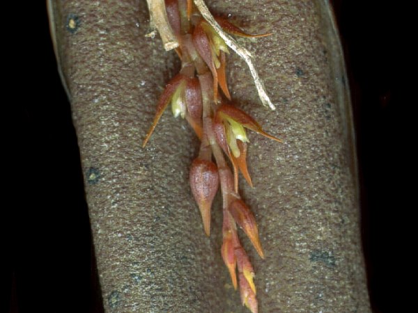 Acianthera welsiae-windischiae: Photos by Marcos Antonio Campacci & Dalton Holland Baptista for Orchidstudium