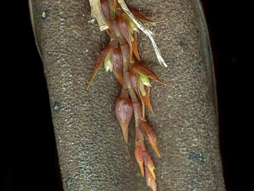Acianthera welsiae-windischiae: Photos by Marcos Antonio Campacci & Dalton Holland Baptista for Orchidstudium