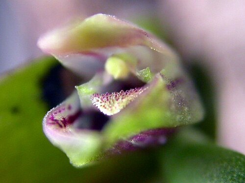 Acianthera yauaperyensis: Acianthera yauaperyensis