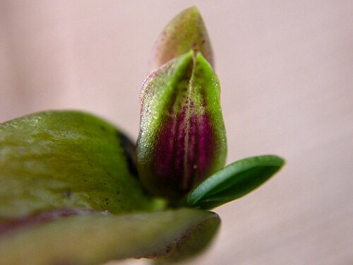 Acianthera yauaperyensis: Acianthera yauaperyensis
