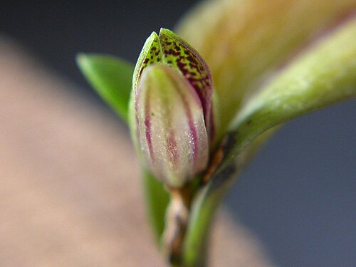 Acianthera yauaperyensis: Acianthera yauaperyensis
