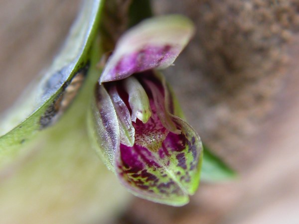 Acianthera yauaperyensis: Acianthera yauaperyensis