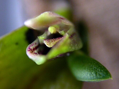 Acianthera yauaperyensis: Acianthera yauaperyensis