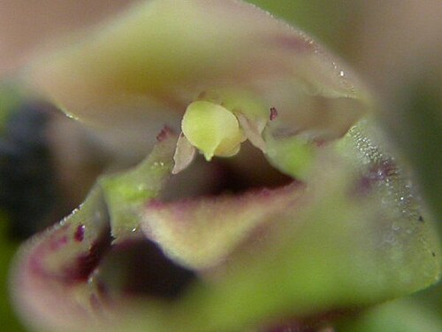 Acianthera yauaperyensis: Acianthera yauaperyensis