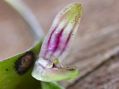 Acianthera yauaperyensis: Acianthera yauaperyensis