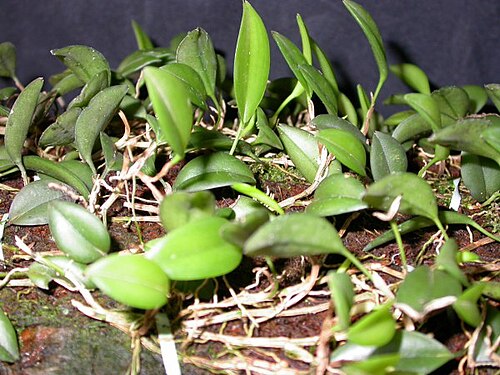 Acianthera yauaperyensis: Acianthera yauaperyensis