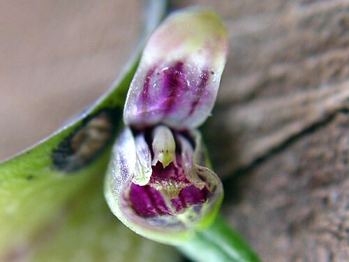 Acianthera yauaperyensis: Acianthera yauaperyensis