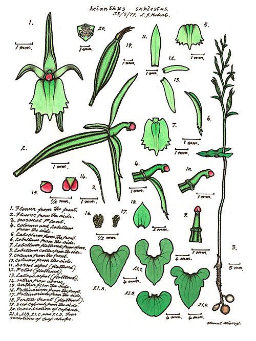 Acianthus amplexicaulis: This image is one of a series by Lewis Roberts