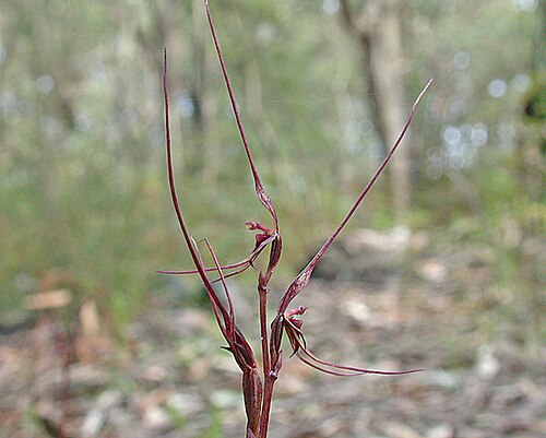 Mayfly orchid: Acianthus caudatus growing in the Budj Bim National Park near Homerton