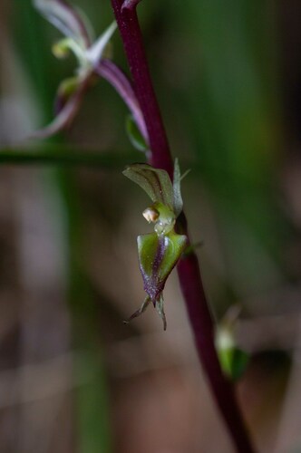 Gnat orchid (Acianthus exsertus)