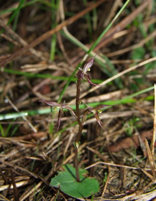 Gnat orchid: Acianthus pusillus in The Gurdies Nature Conservation Reserve