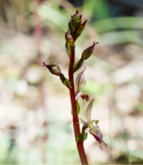 Gnat orchid (Acianthus exsertus)