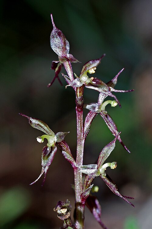 Gnat orchid: Acianthus exsertus