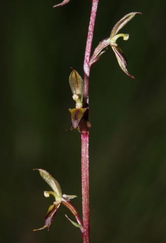 Gnat orchid (Acianthus exsertus)