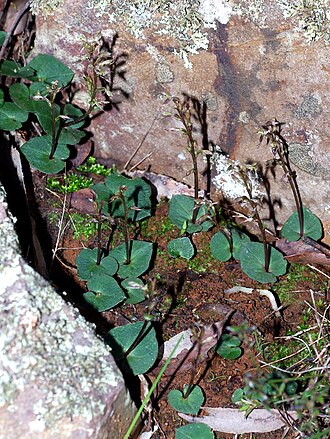Gnat orchid: Acianthus exsertus