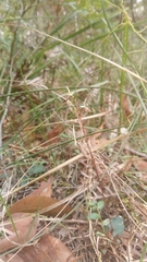 Gnat orchid (Acianthus exsertus)