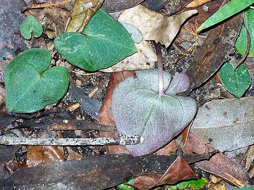 Pixie caps: Orchid underleaf, Chatswood. probably Acianthus_fornicatus